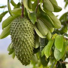 Green soursop fruit hanging from a tree with leaves with blurred background